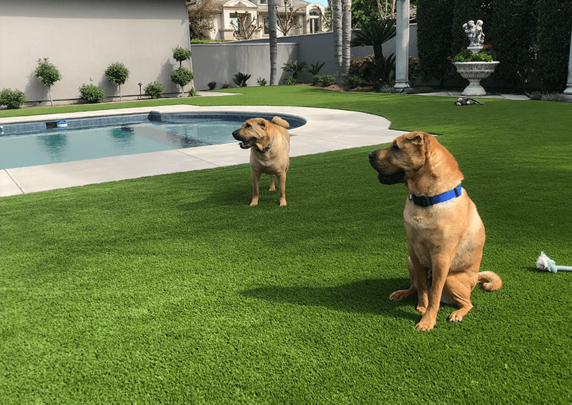 Pet Dedicated Zones