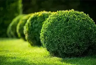 Bushes & Shrubs